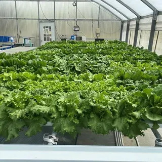 thumbnail for publication: Growing Lettuce in Small Hydroponic Systems